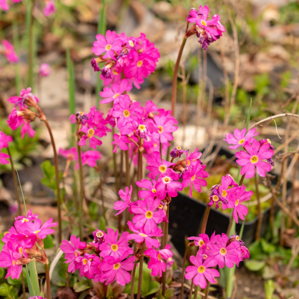 Primula rosea Grandiflora - Primrose