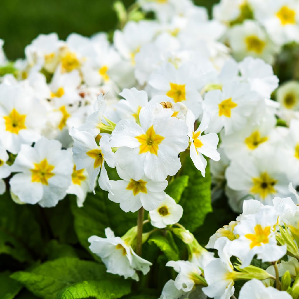 Primula vulgaris - English Primrose