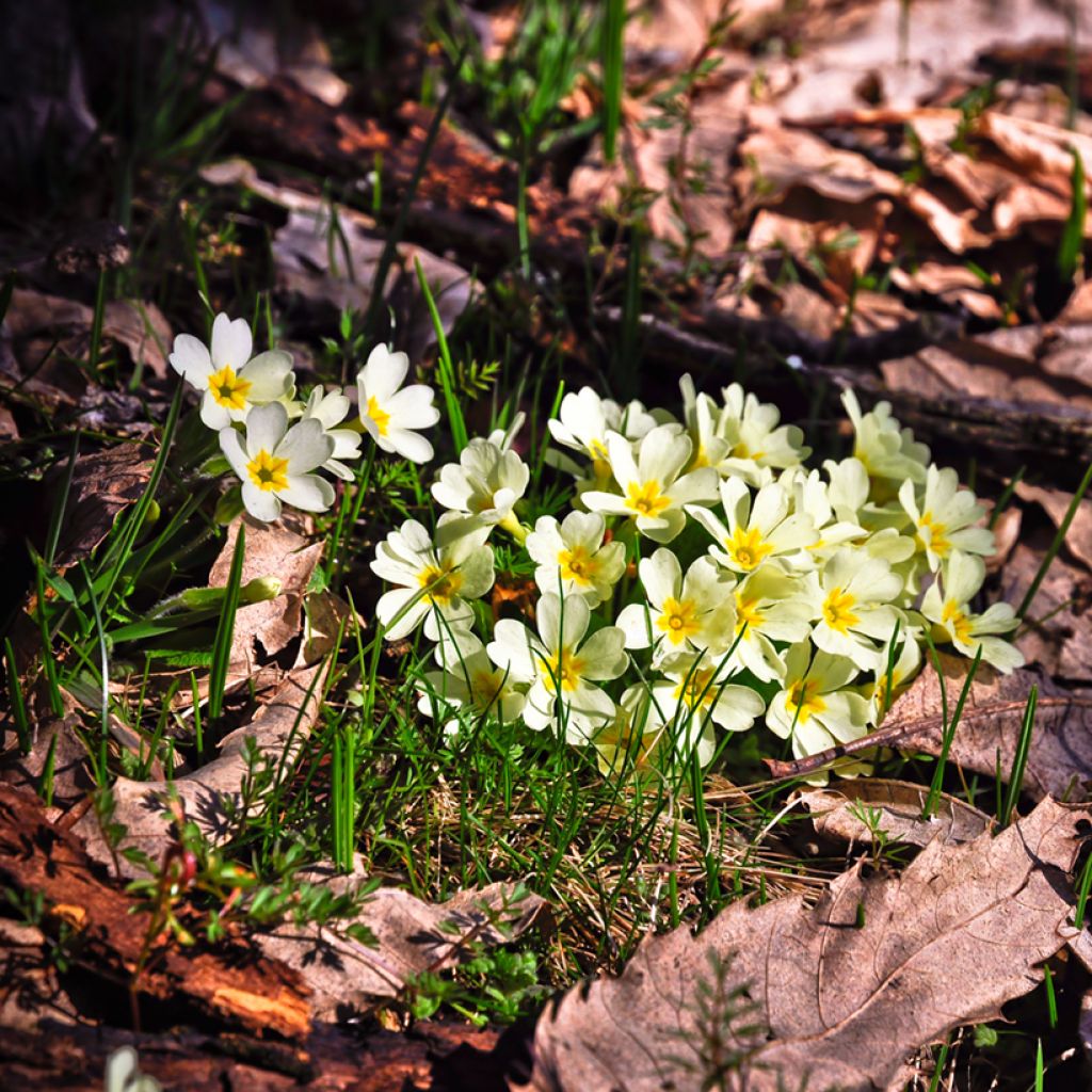 Primula vulgaris - English Primrose