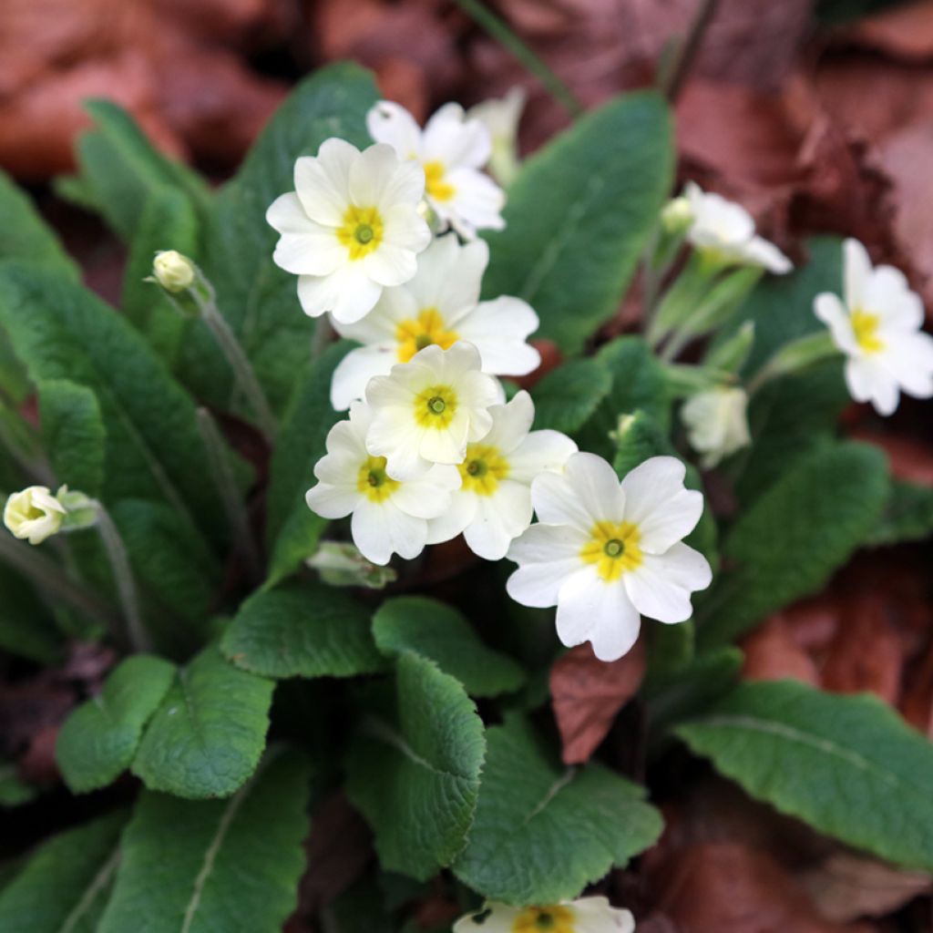 Primula vulgaris - English Primrose