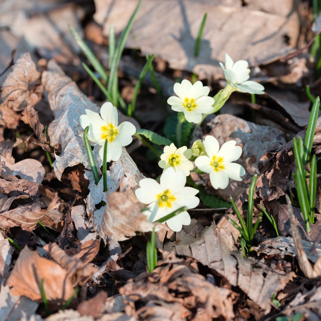 Primula vulgaris - English Primrose