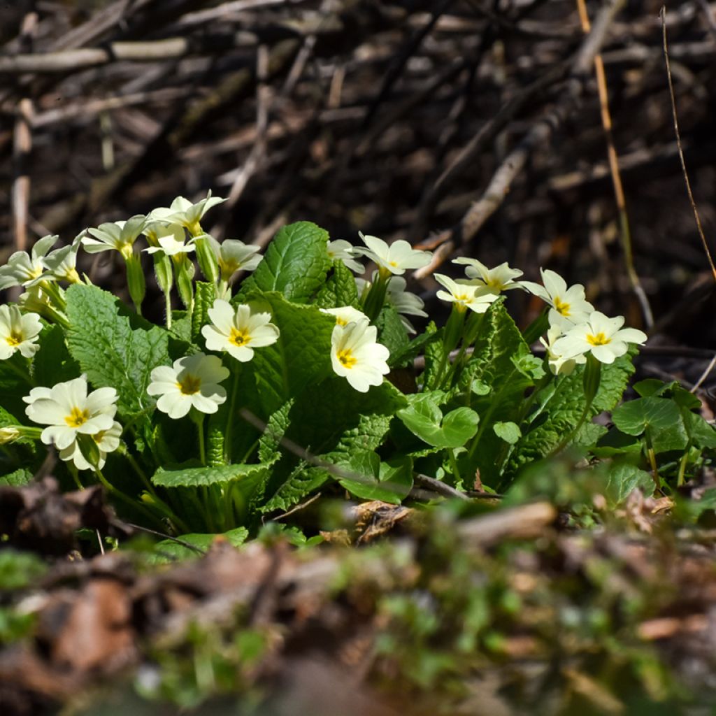 Primula vulgaris - English Primrose