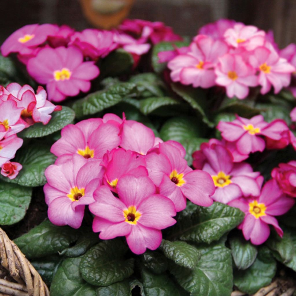 Primula Tinkerbell - English Primrose