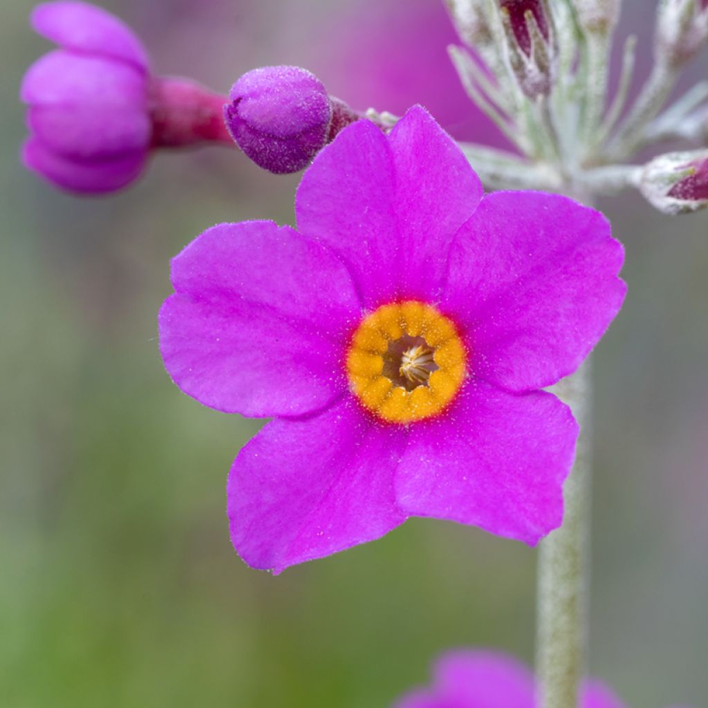 Primula beesiana - Primrose