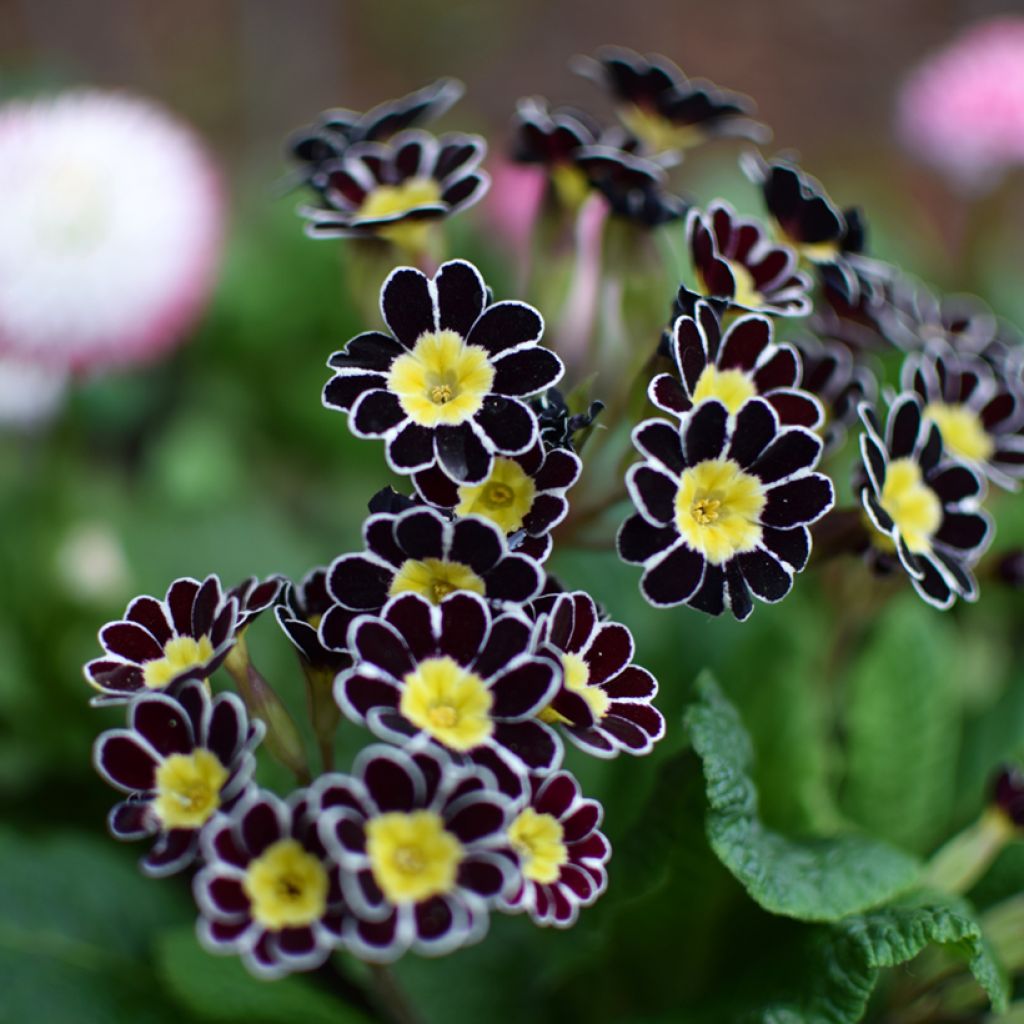 Primula eliator Gold Lace Black - Oxlip