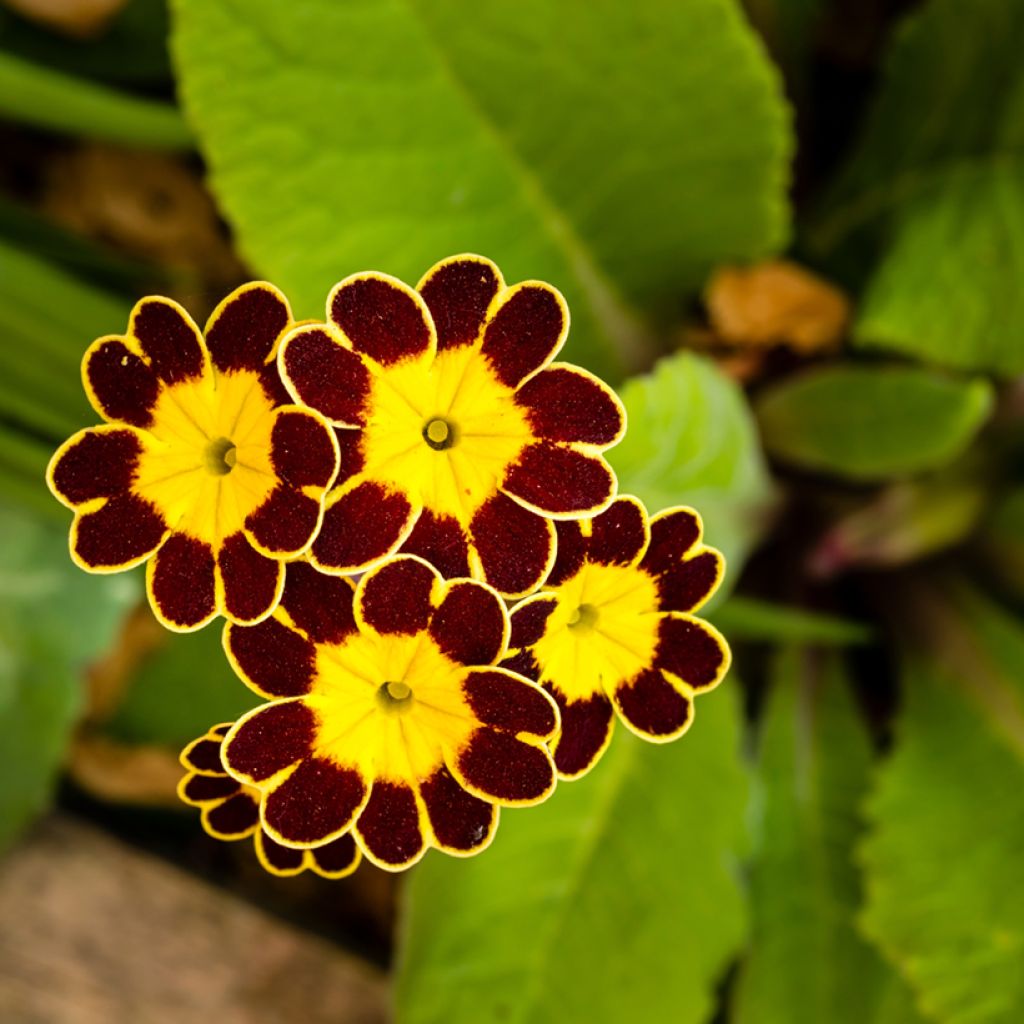 Primula eliator Gold Lace Red - Oxlip