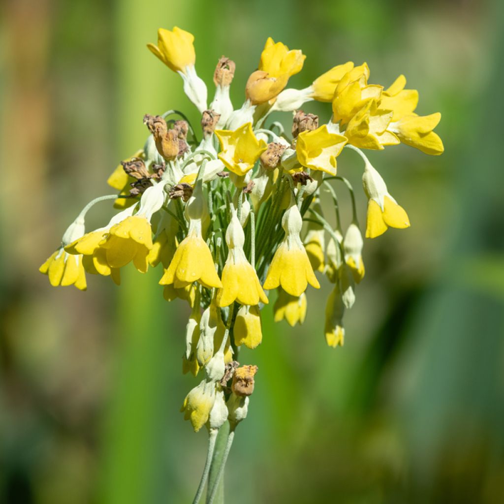 Primula florindae - Primrose