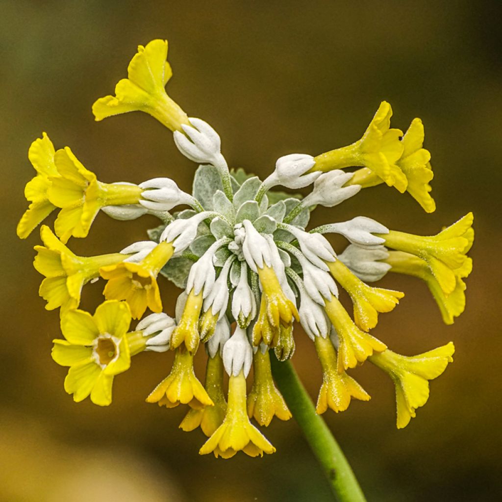 Primula florindae - Primrose