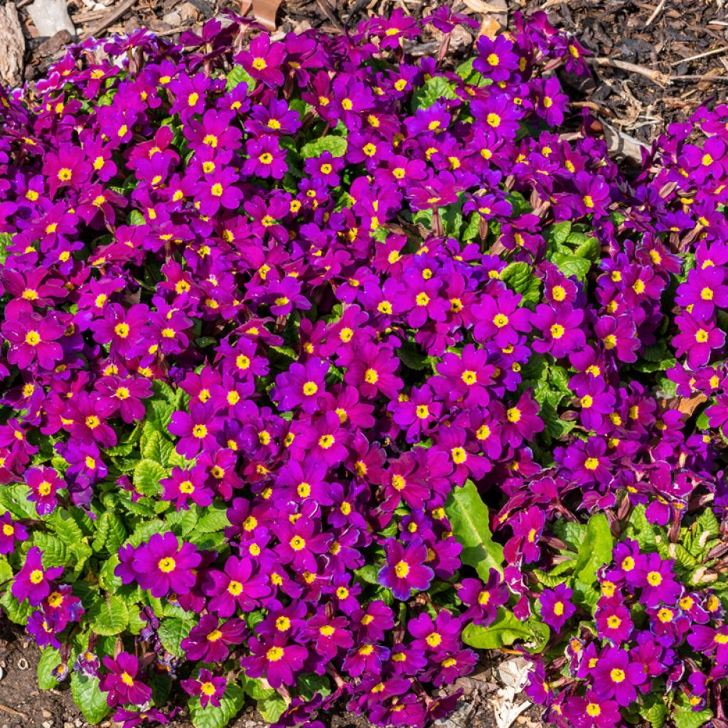 Primula juliae Wanda - Primrose