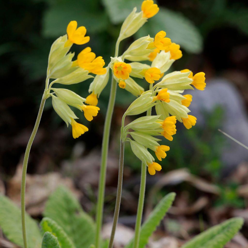 Primula veris - Cowslip