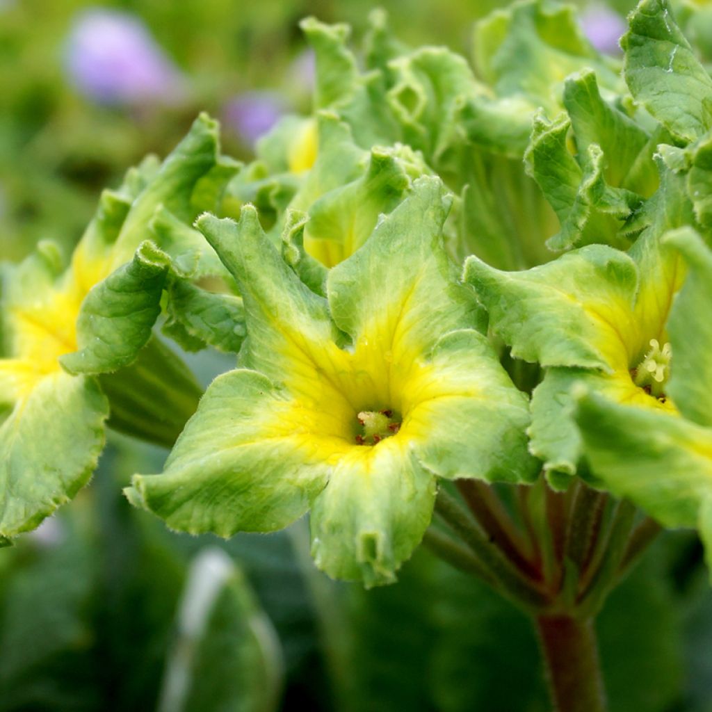 Primula vulgaris Francesca - English Primrose