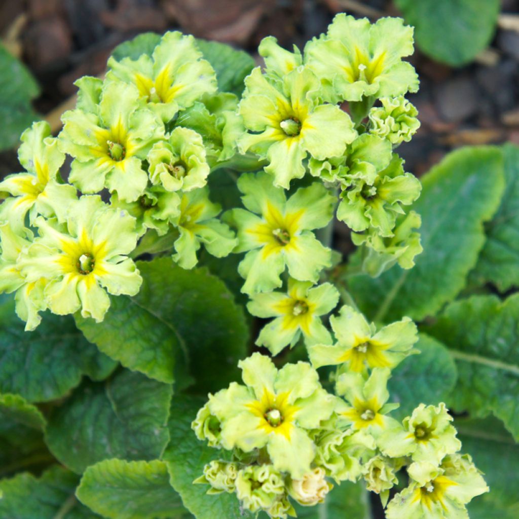 Primula vulgaris Francesca - English Primrose