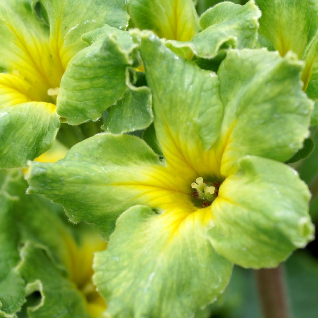 Primula vulgaris Francesca - English Primrose