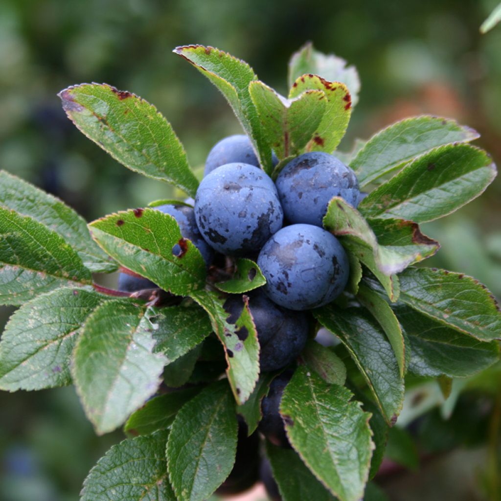 Prunus spinosa - Blackthorn