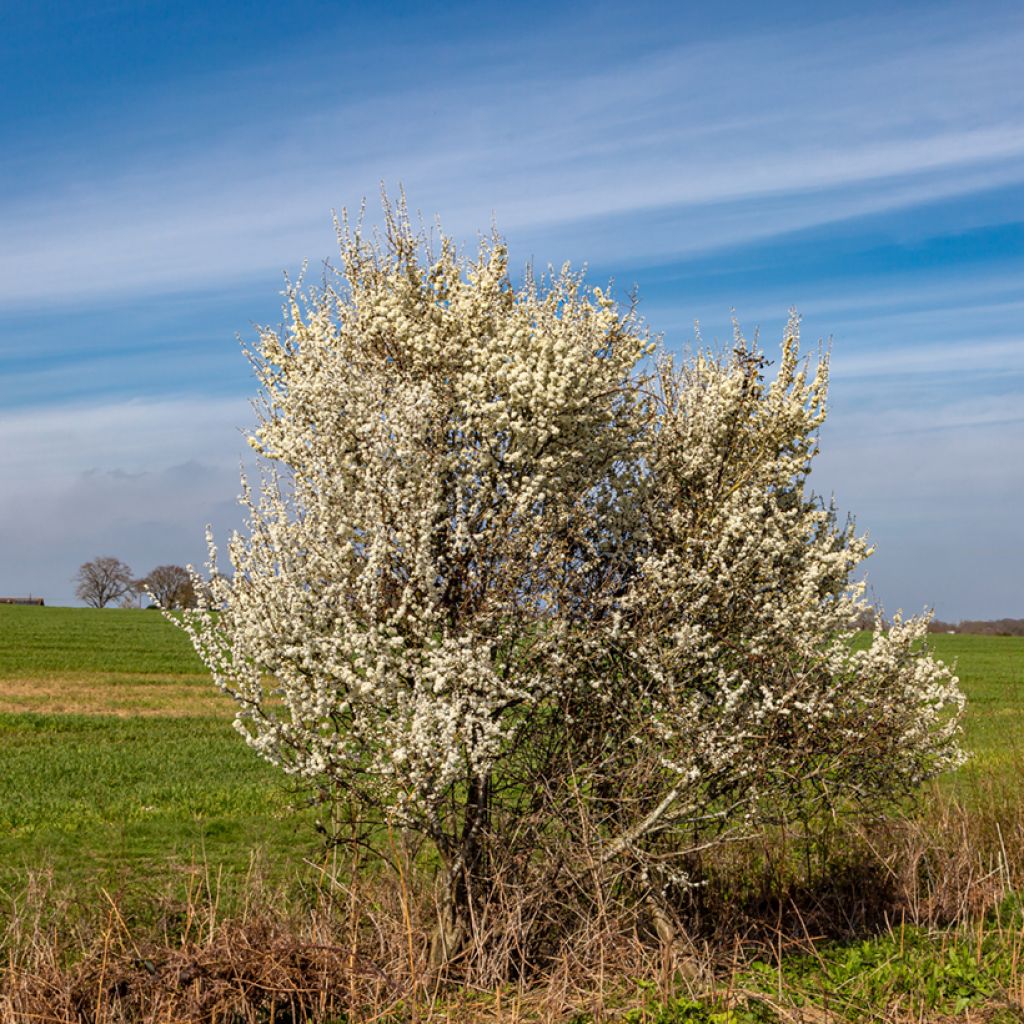 Prunus spinosa - Blackthorn