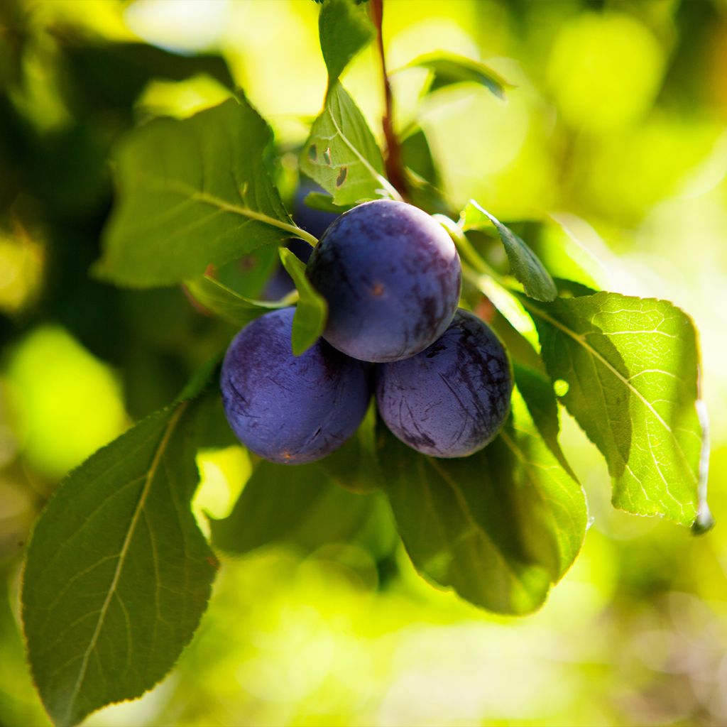 Prunus domestica Perdrigon - Common plum