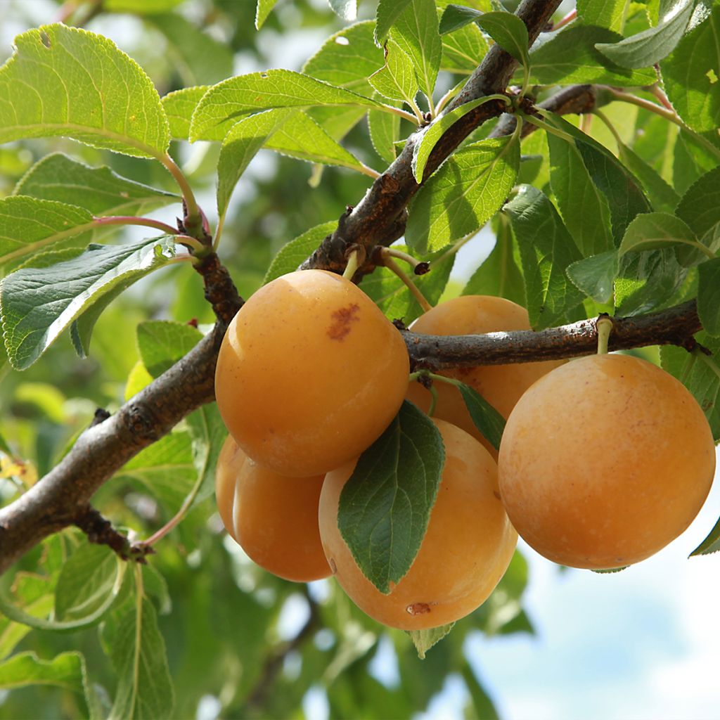 Saint Catherine Plum Tree