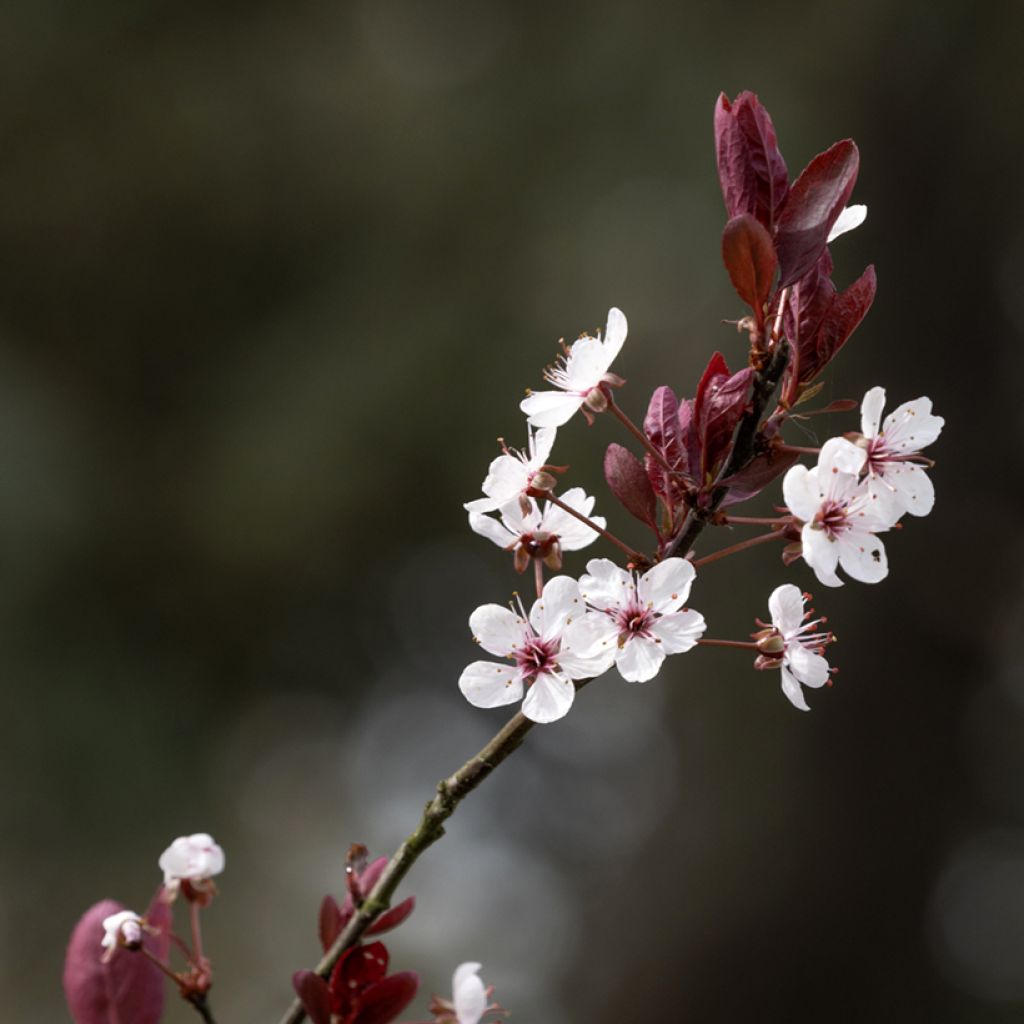 Prunus cerasifera Nigra (Atropurpurea) 