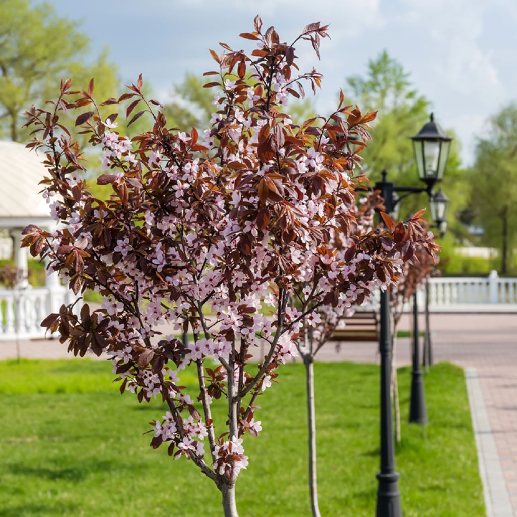 Prunus cerasifera Nigra (Atropurpurea) 