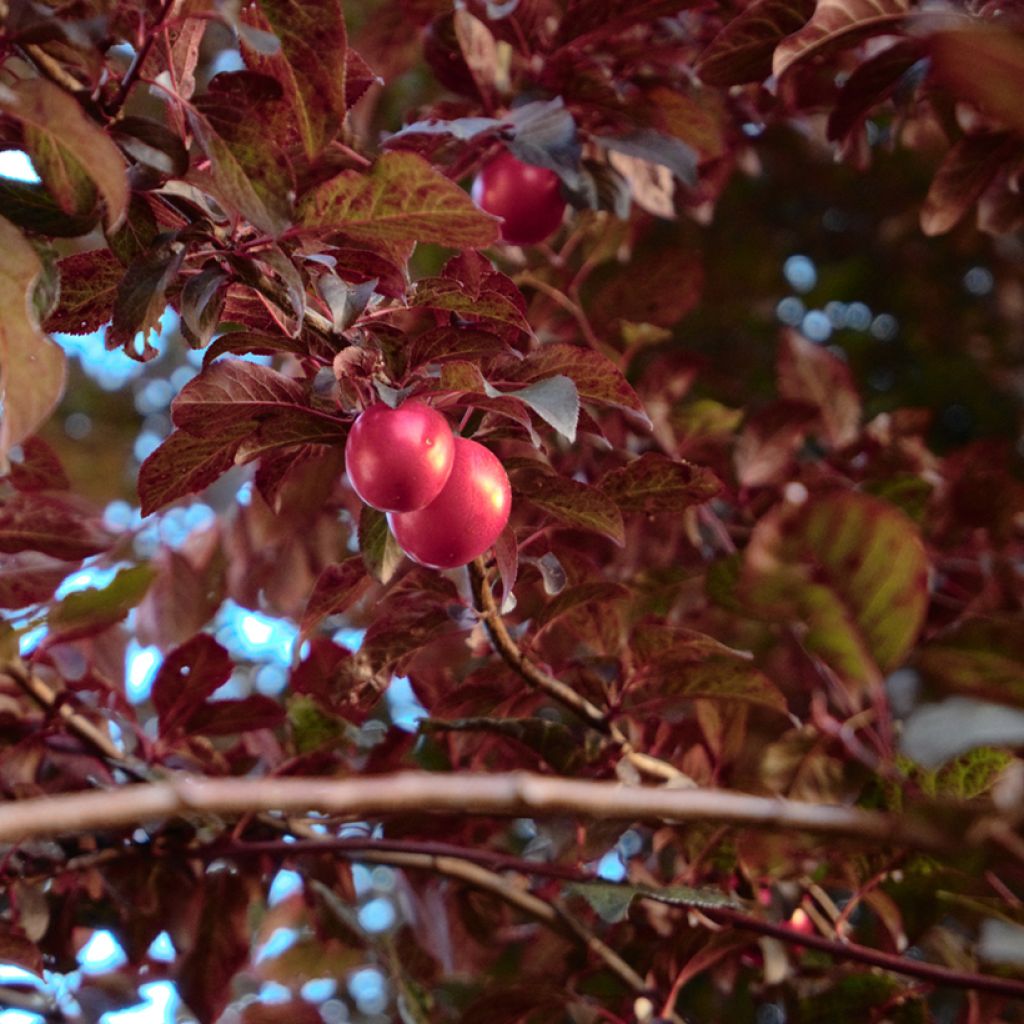 Prunus cerasifera Nigra (Atropurpurea) 