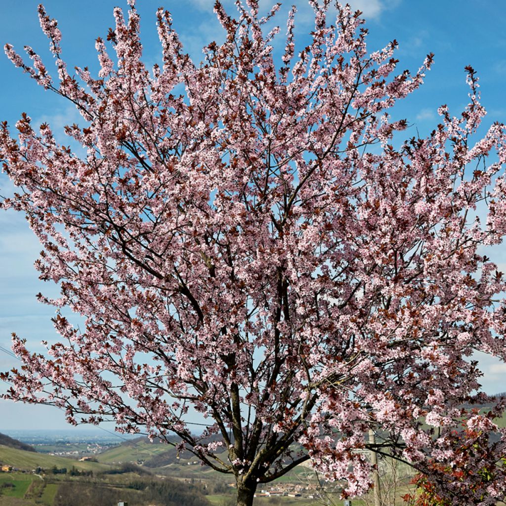 Prunus cerasifera Nigra (Atropurpurea) 