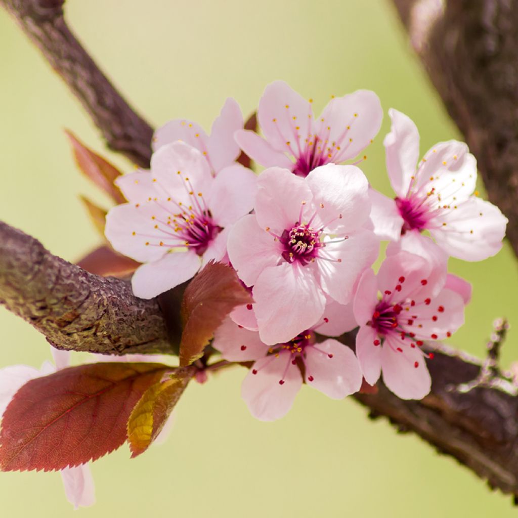 Prunus cerasifera Nigra (Atropurpurea) 