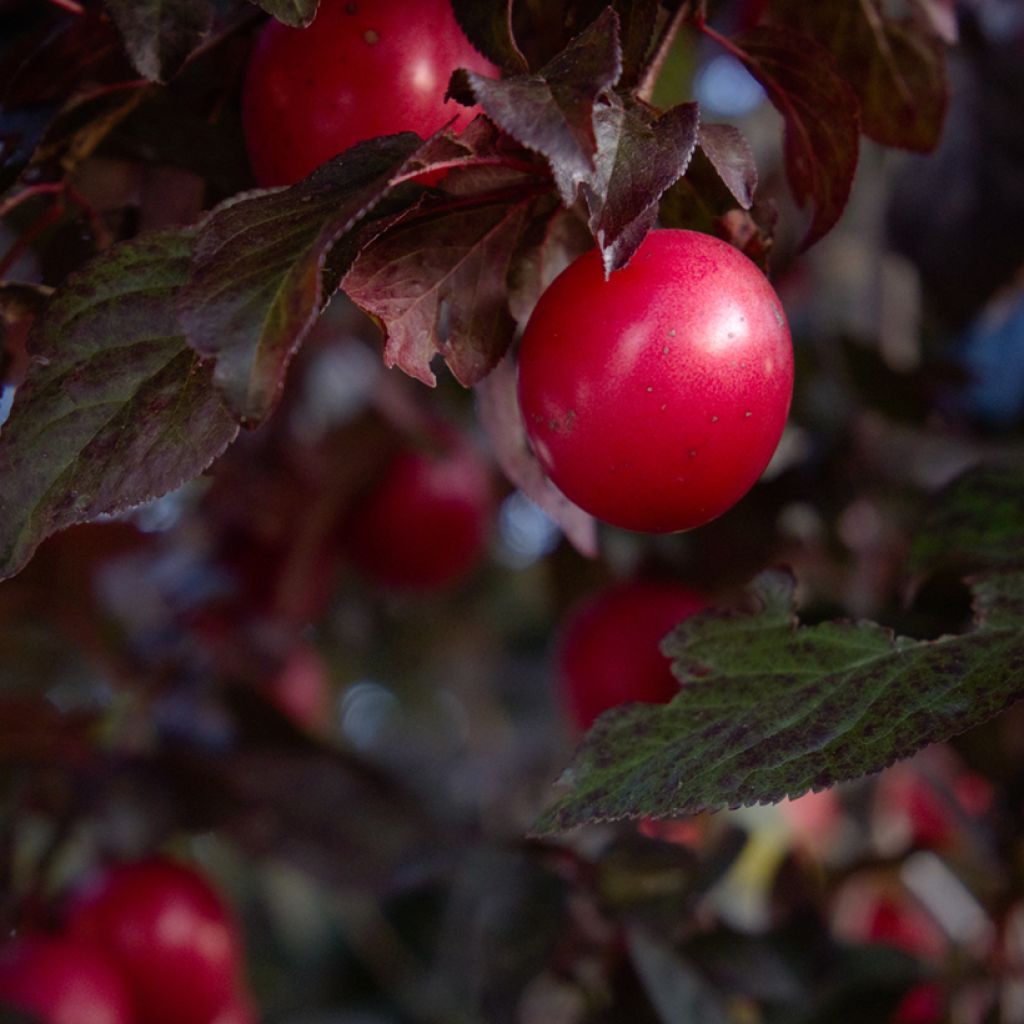 Prunus cerasifera Nigra (Atropurpurea) 