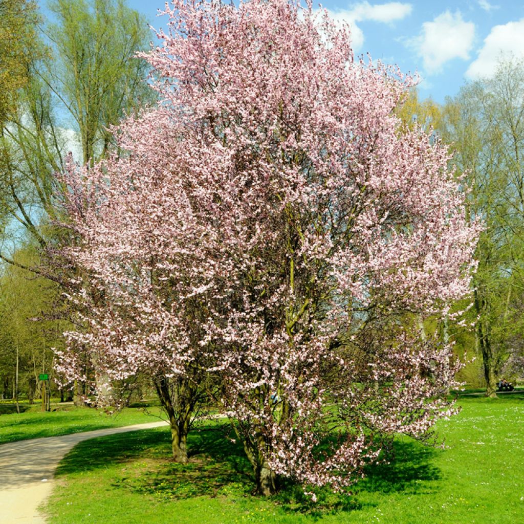 Prunus cerasifera Nigra (Atropurpurea) 