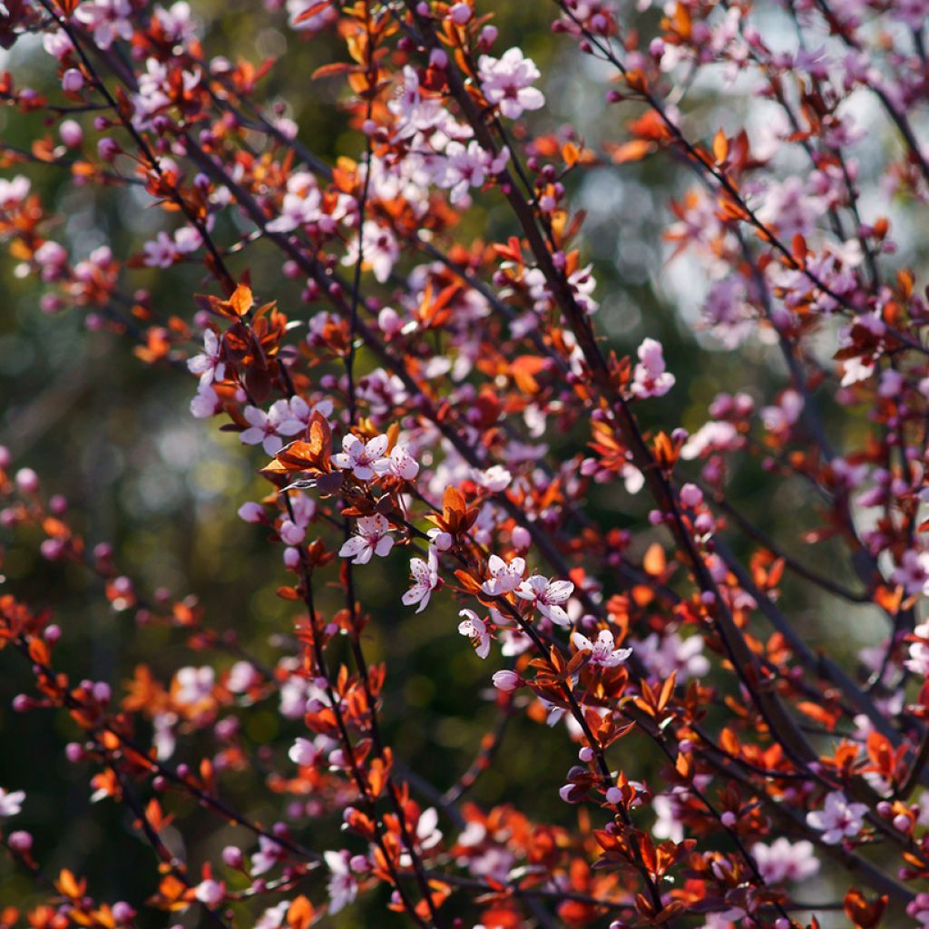 Prunus cerasifera