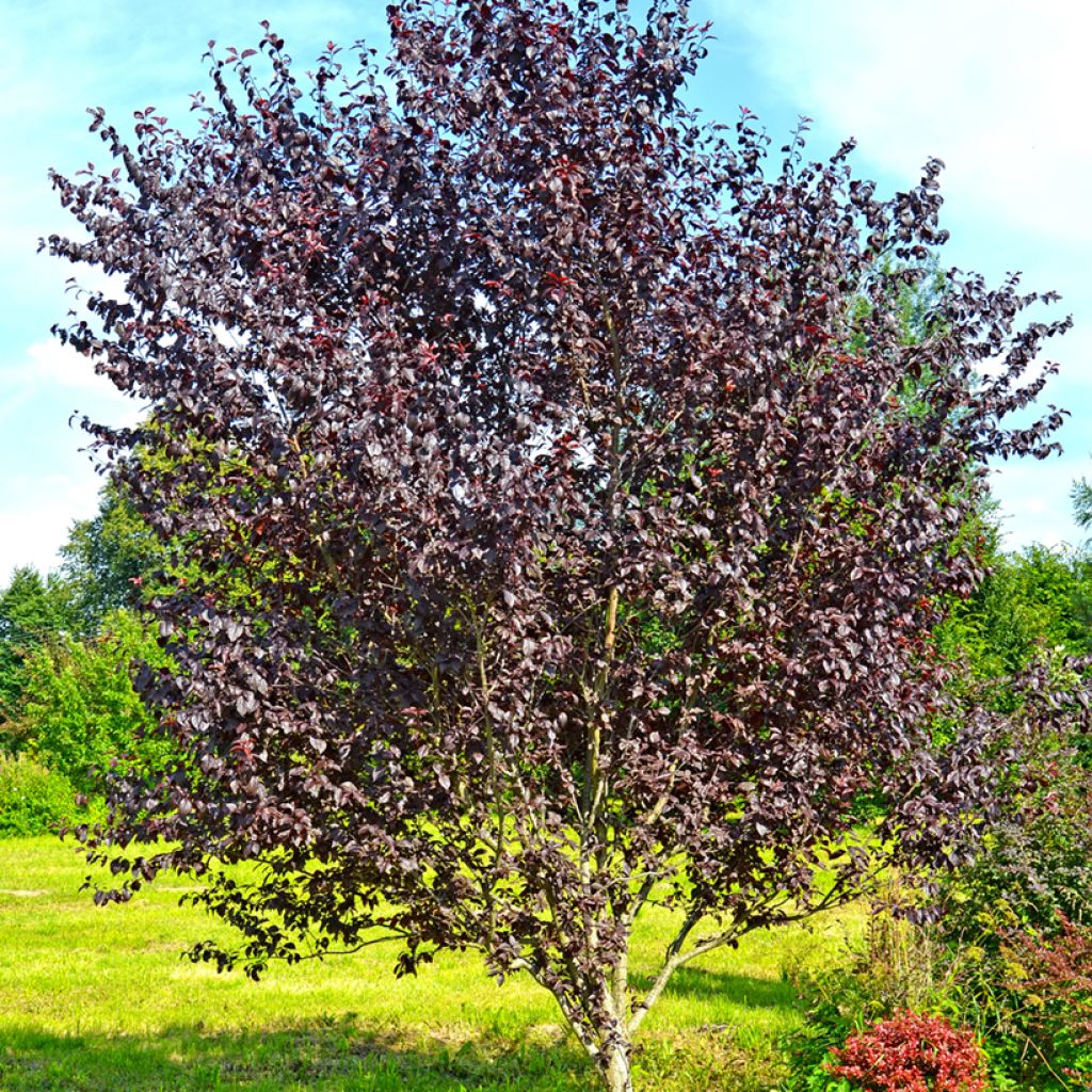 Prunus cerasifera