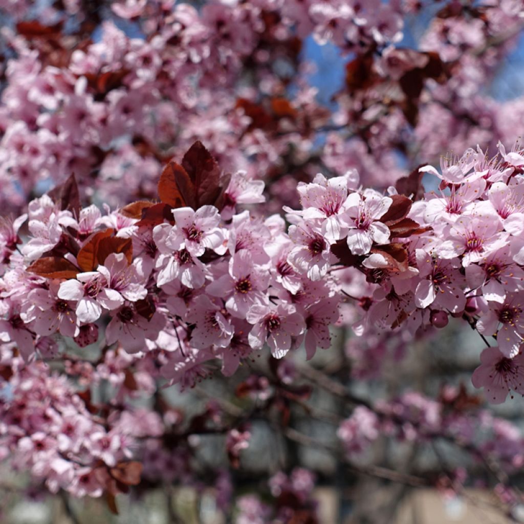 Prunus cerasifera