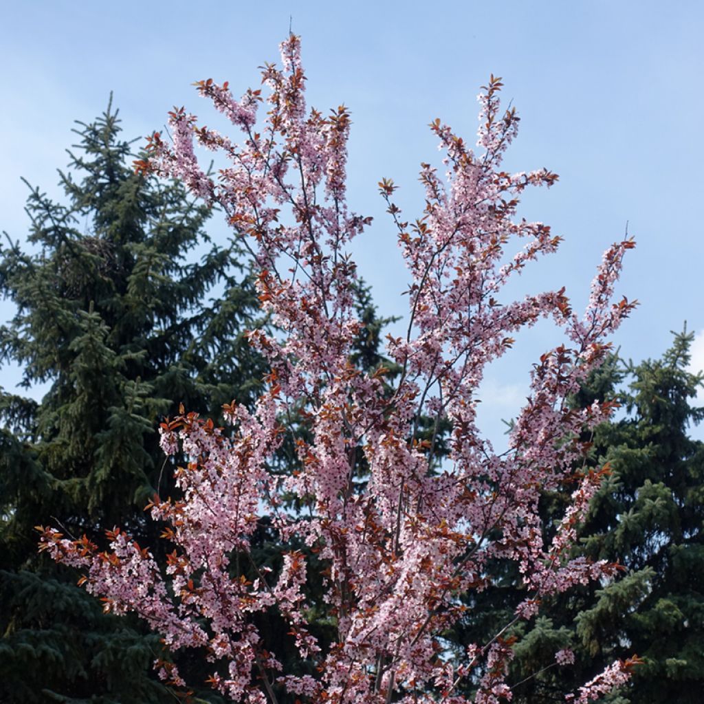 Prunus cerasifera