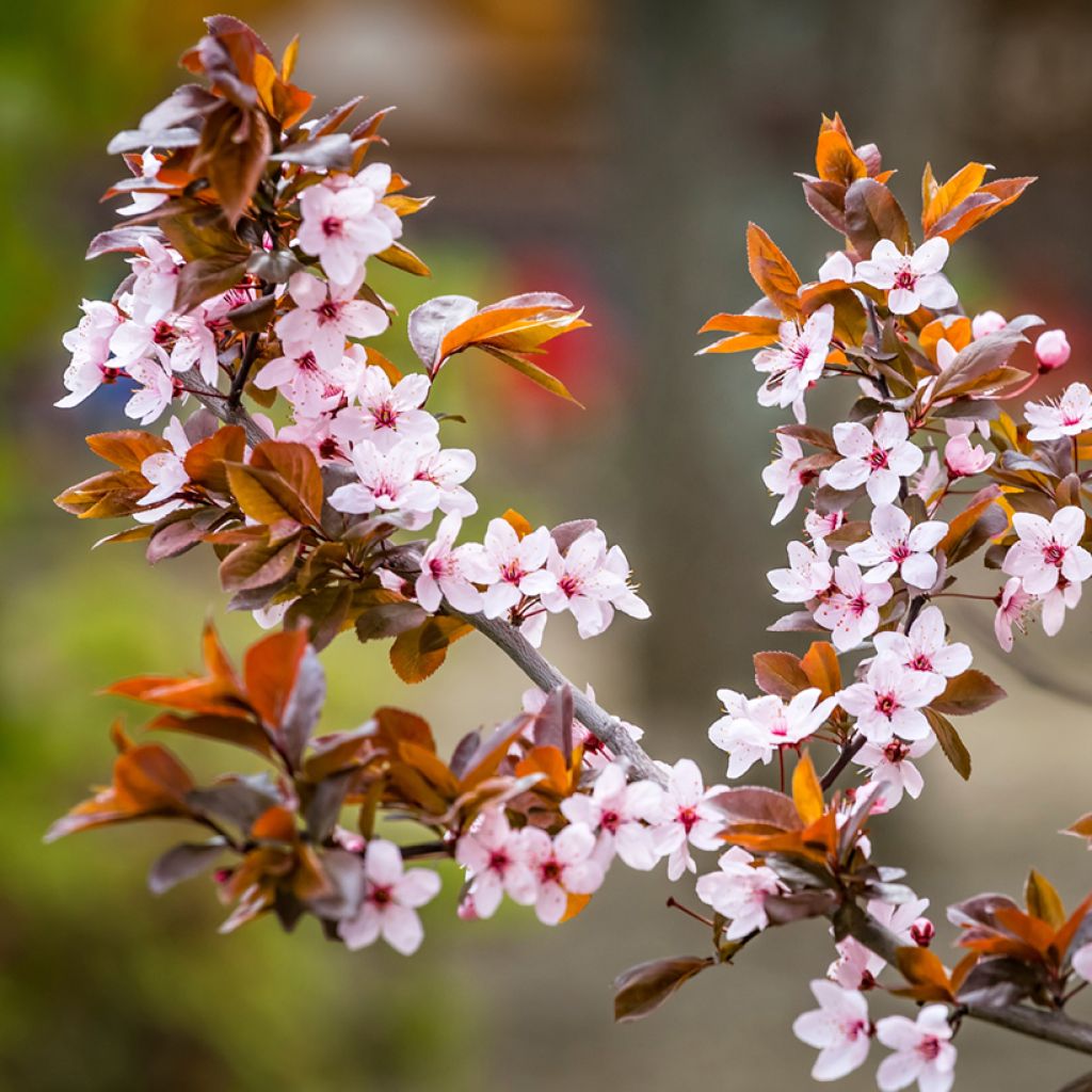 Prunus cerasifera