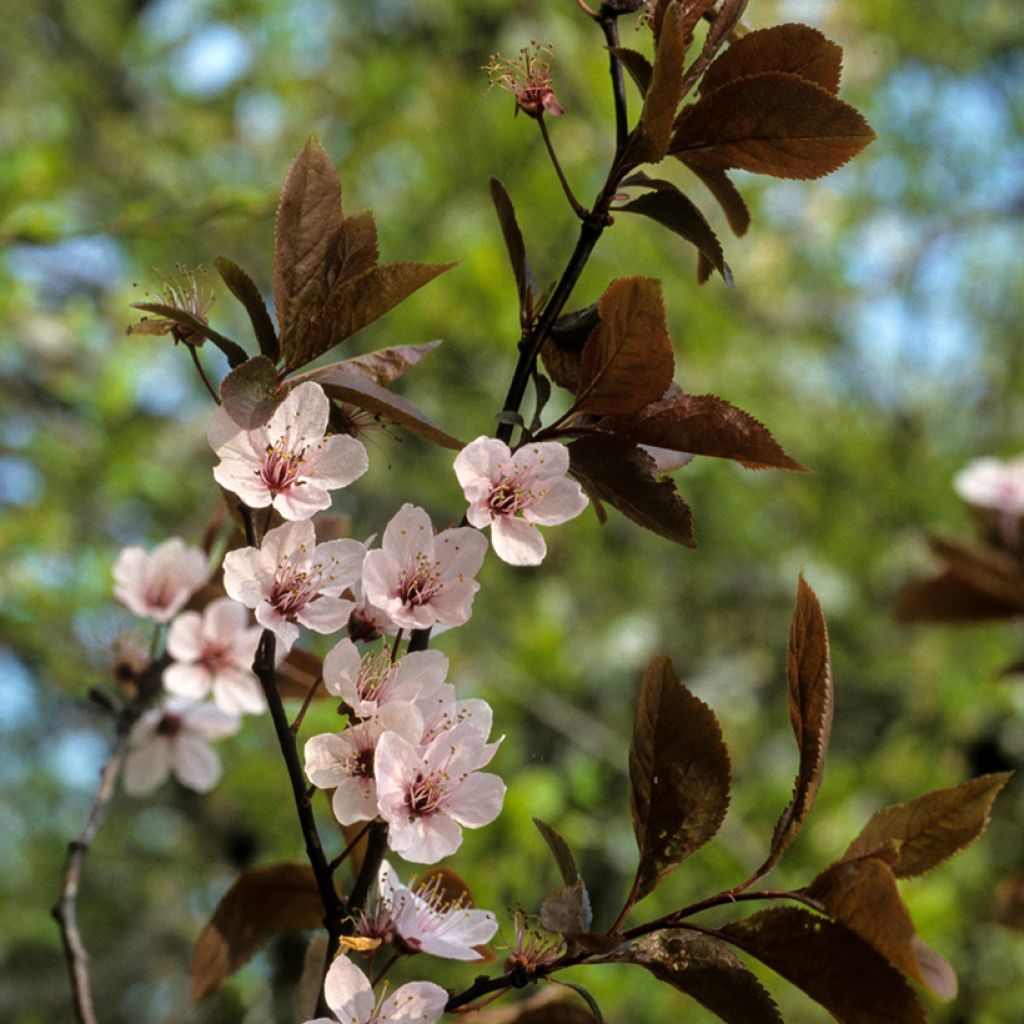 Prunus cerasifera