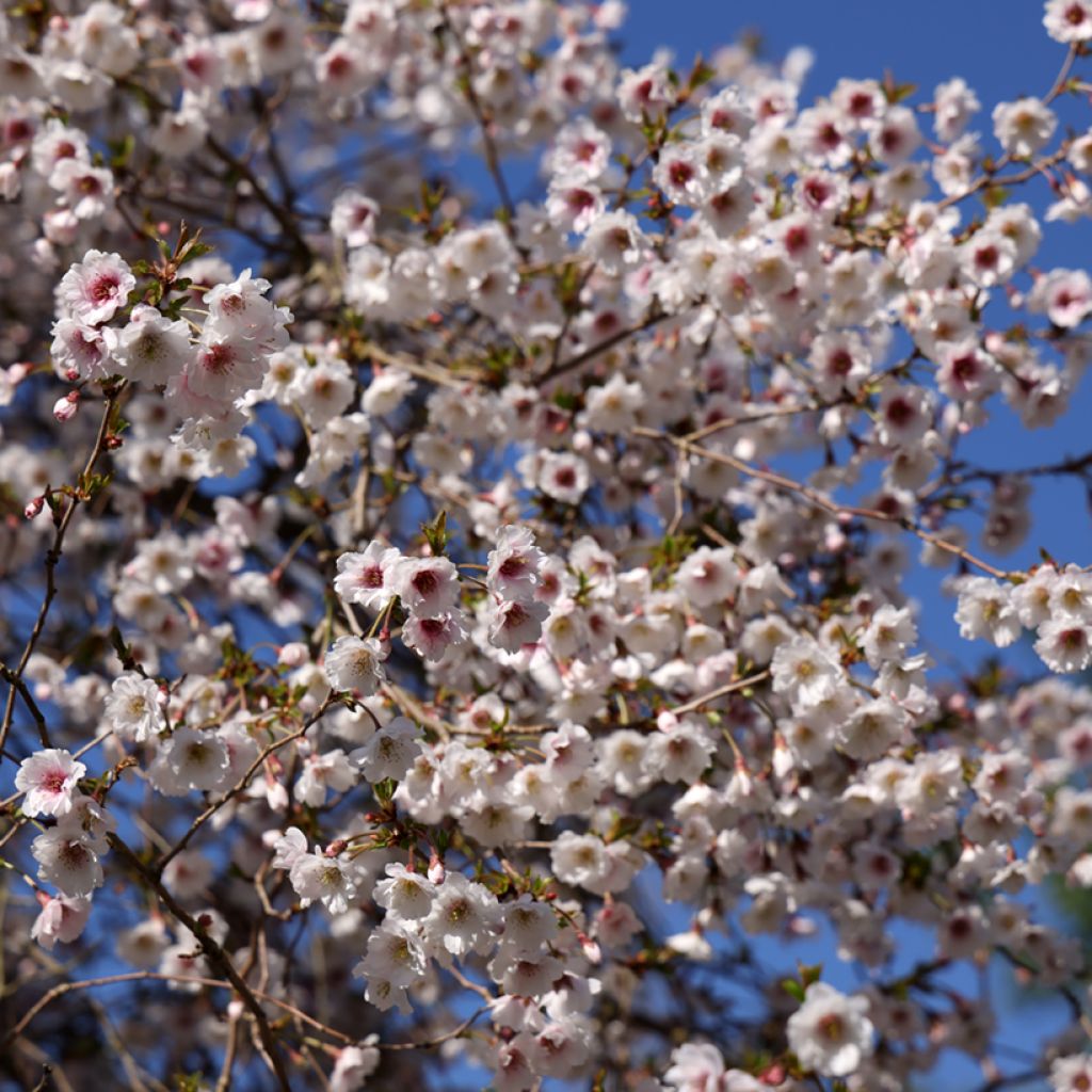 Prunus x subhirtella Hally Jolivette - Autumn Cherry