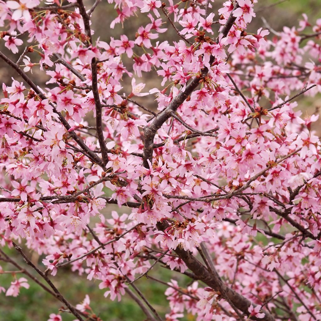 Prunus Okame - Cherry