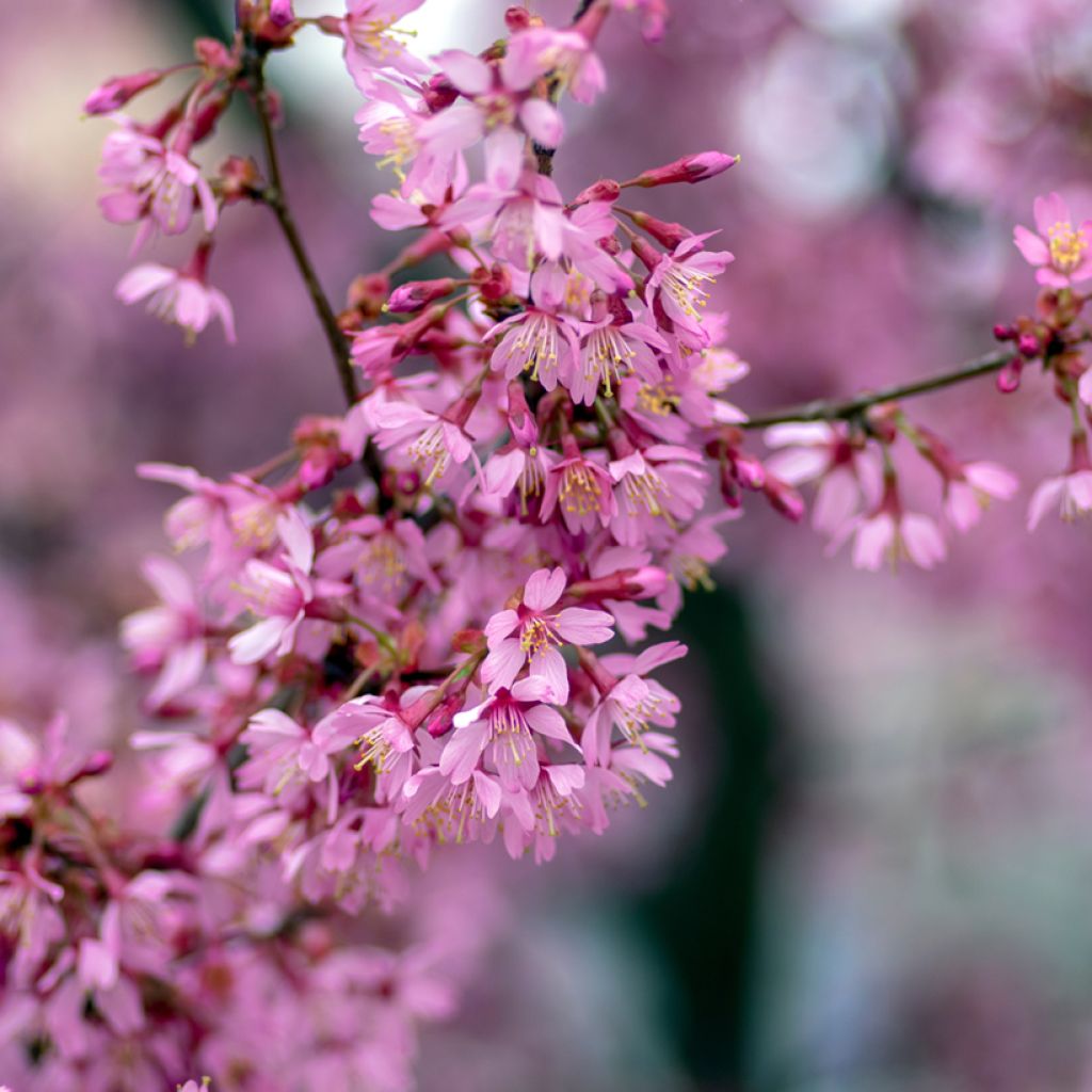 Prunus Okame - Cherry