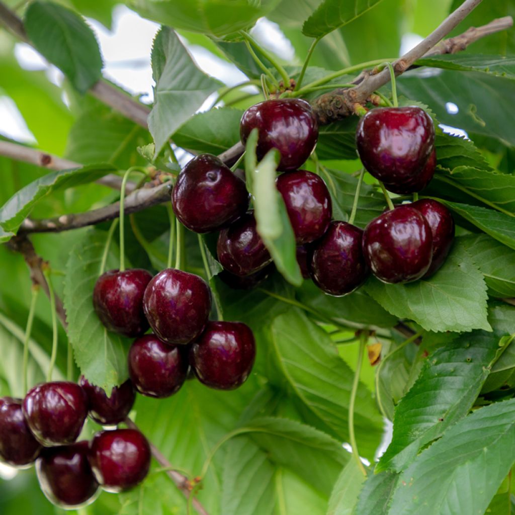 Prunus avium Regina- Cherry Tree