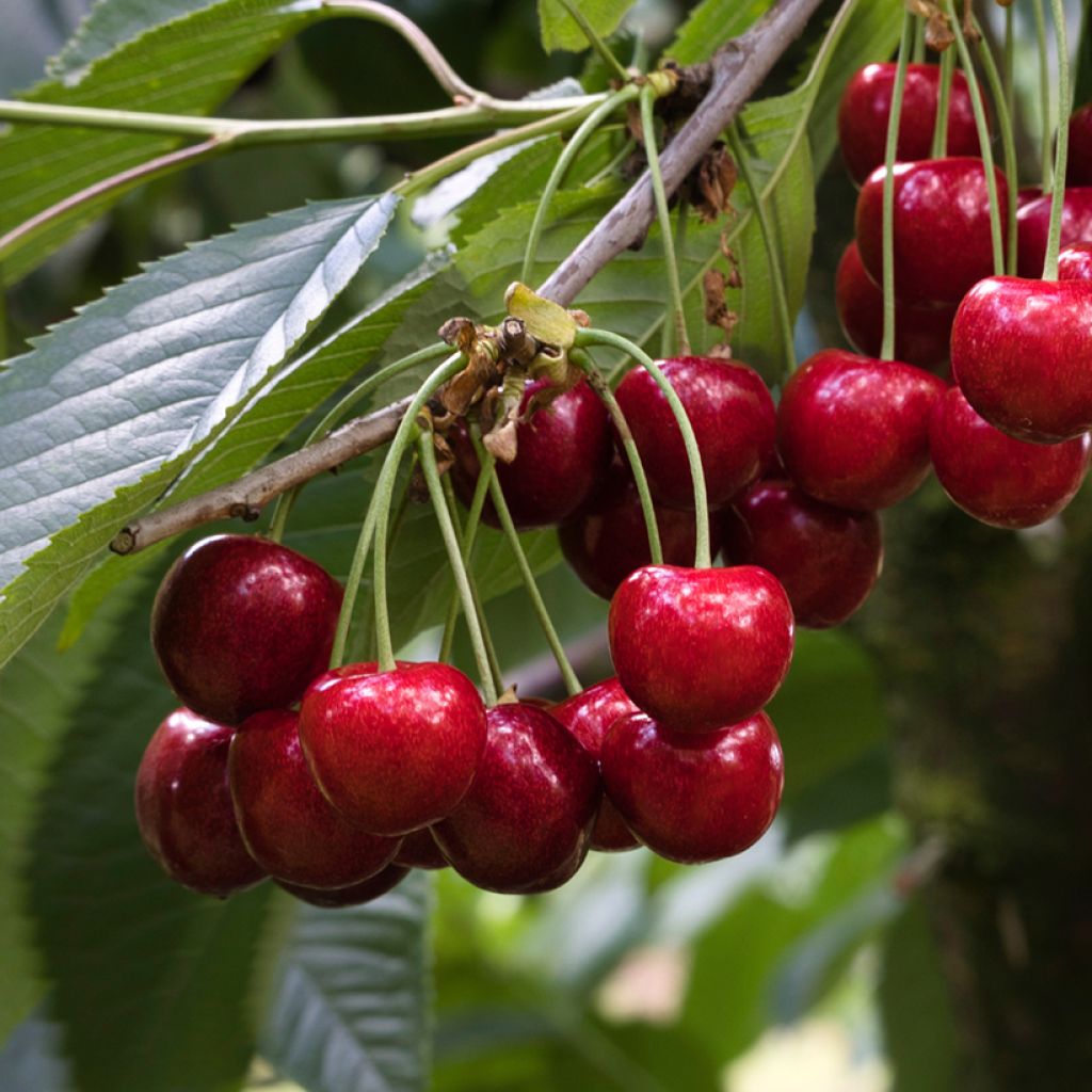 Prunus avium Staccato- Cherry Tree