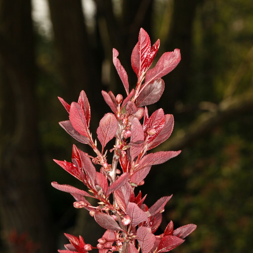 Prunus cerasifera Trailblazer - Cherry Plum