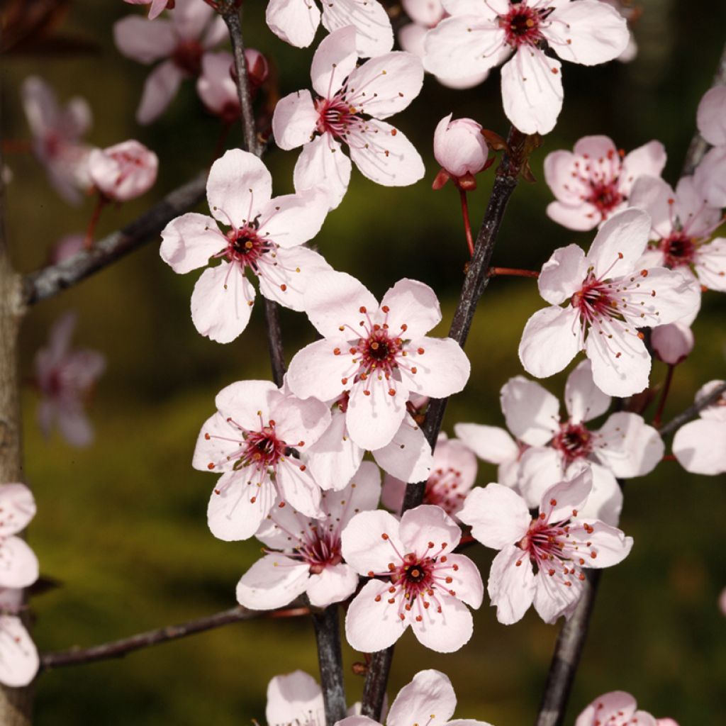 Prunus cerasifera Trailblazer - Cherry Plum