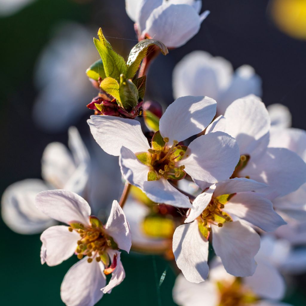 Prunus cerasifera Trailblazer - Cherry Plum