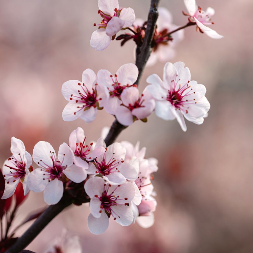 Prunus x cistena - Purple-leaved Sand Cherry