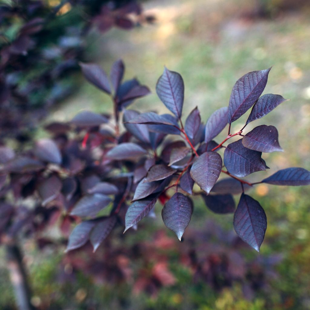 Prunus x cistena - Purple-leaved Sand Cherry