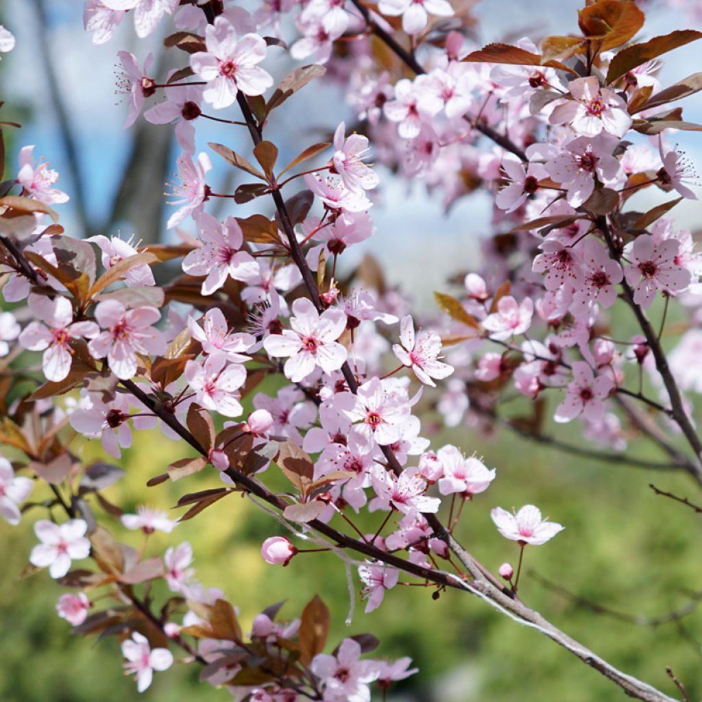 Prunus x cistena - Purple-leaved Sand Cherry