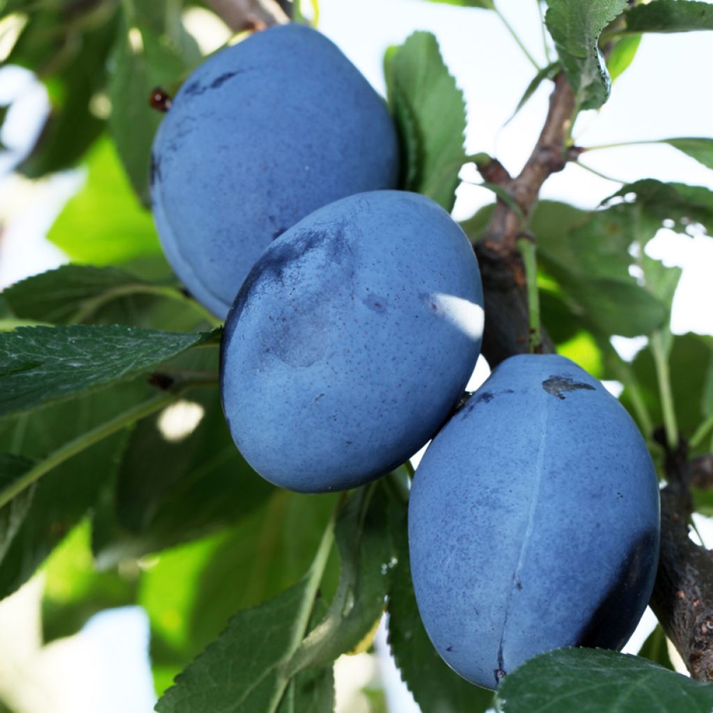 Prunus domestica Tophit - Common plum