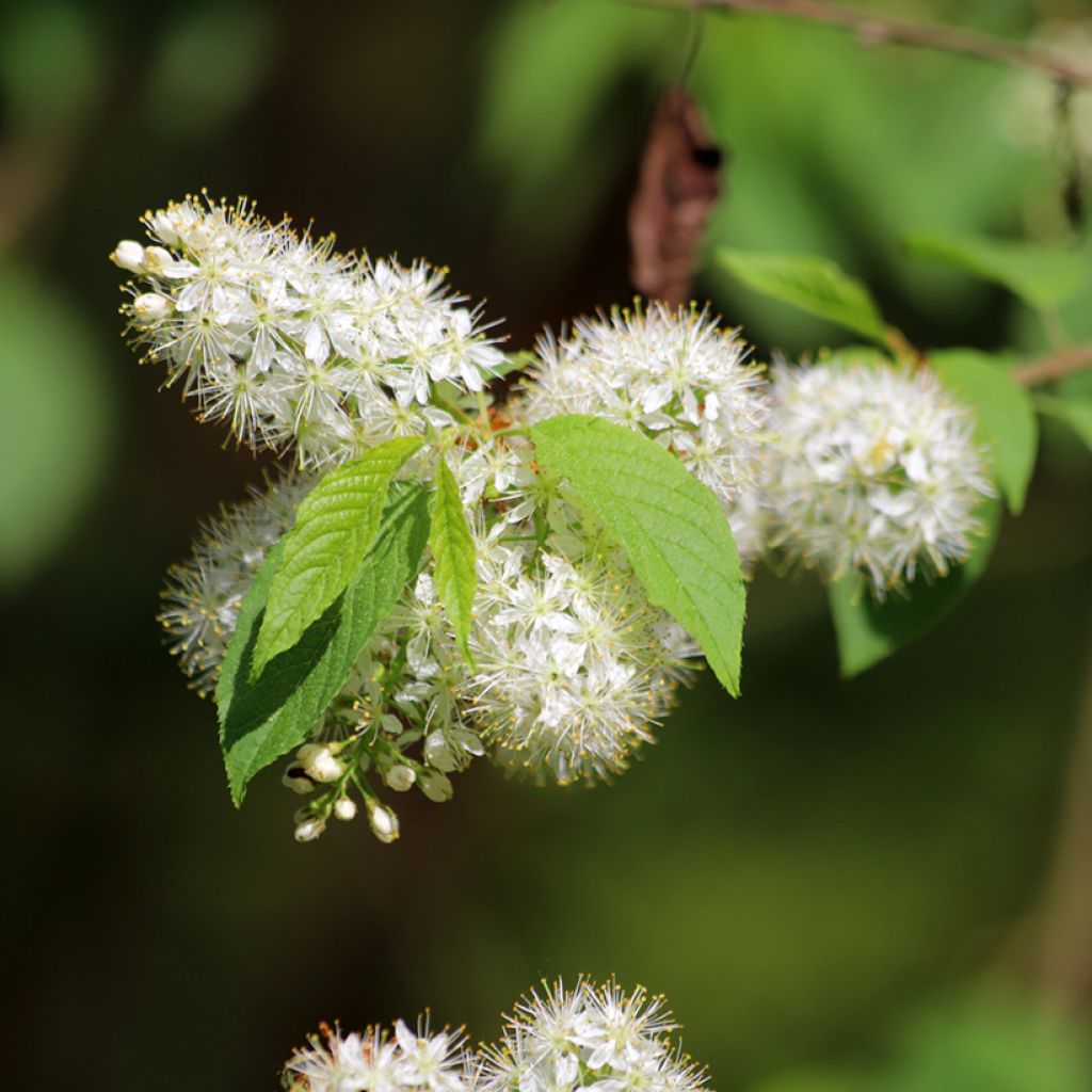 Prunus maackii Amber Beauty