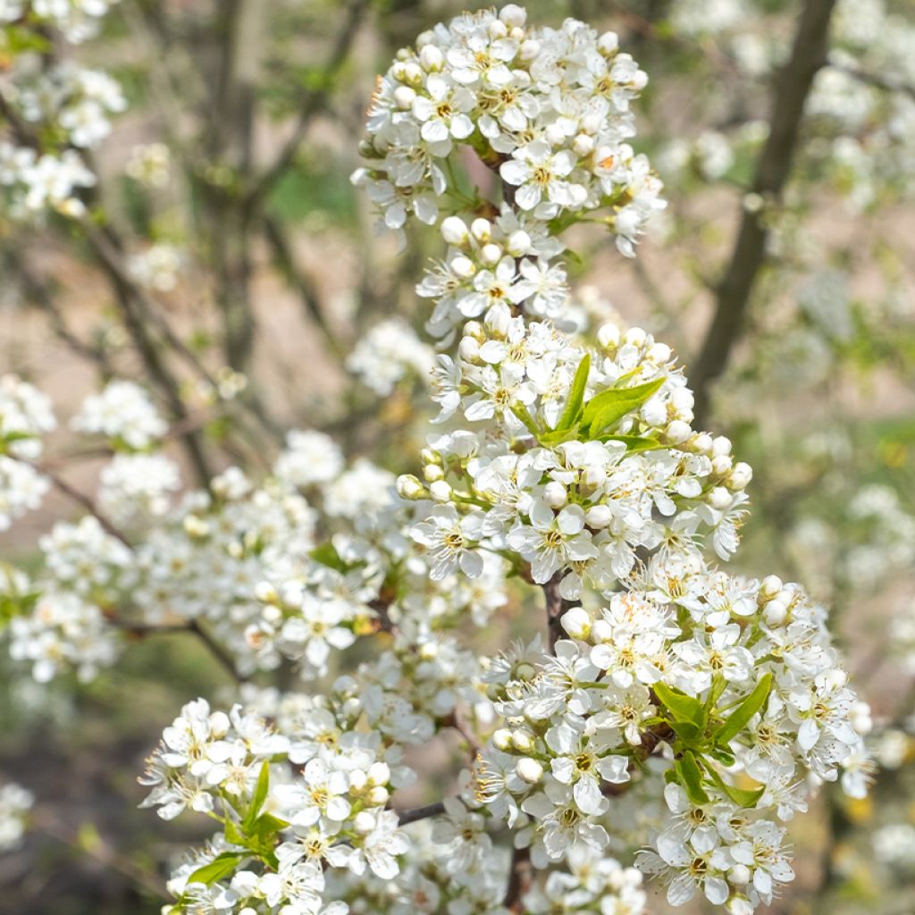 Prunus mahaleb 