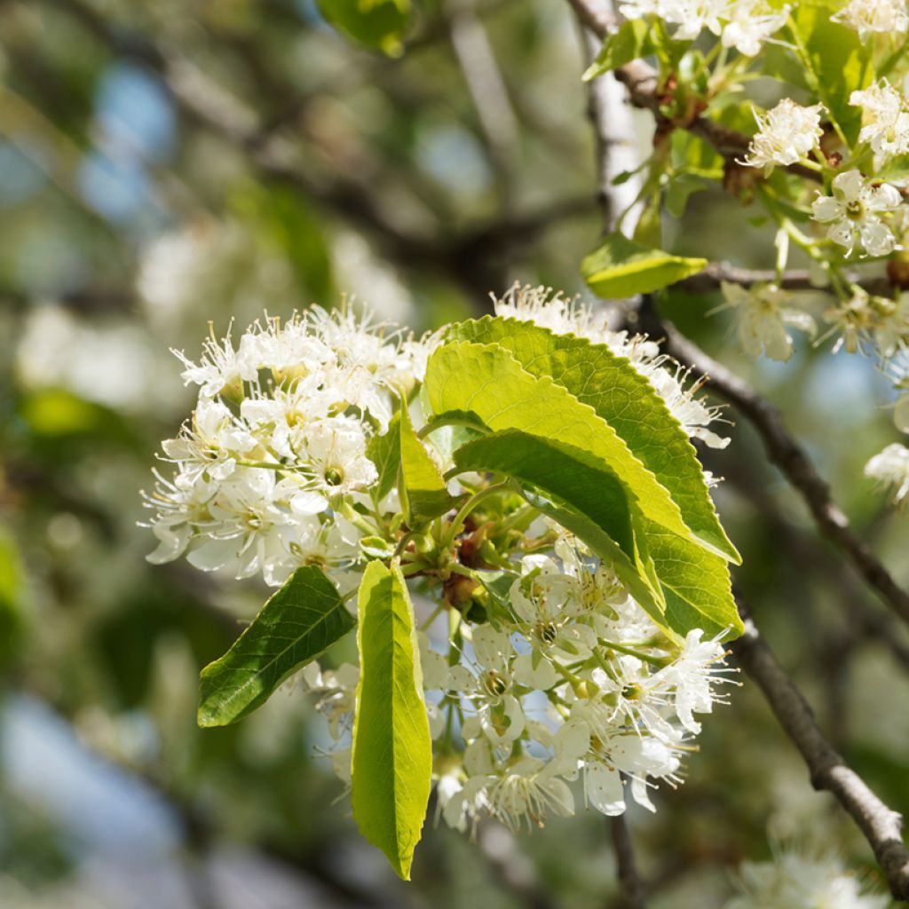 Prunus mahaleb 