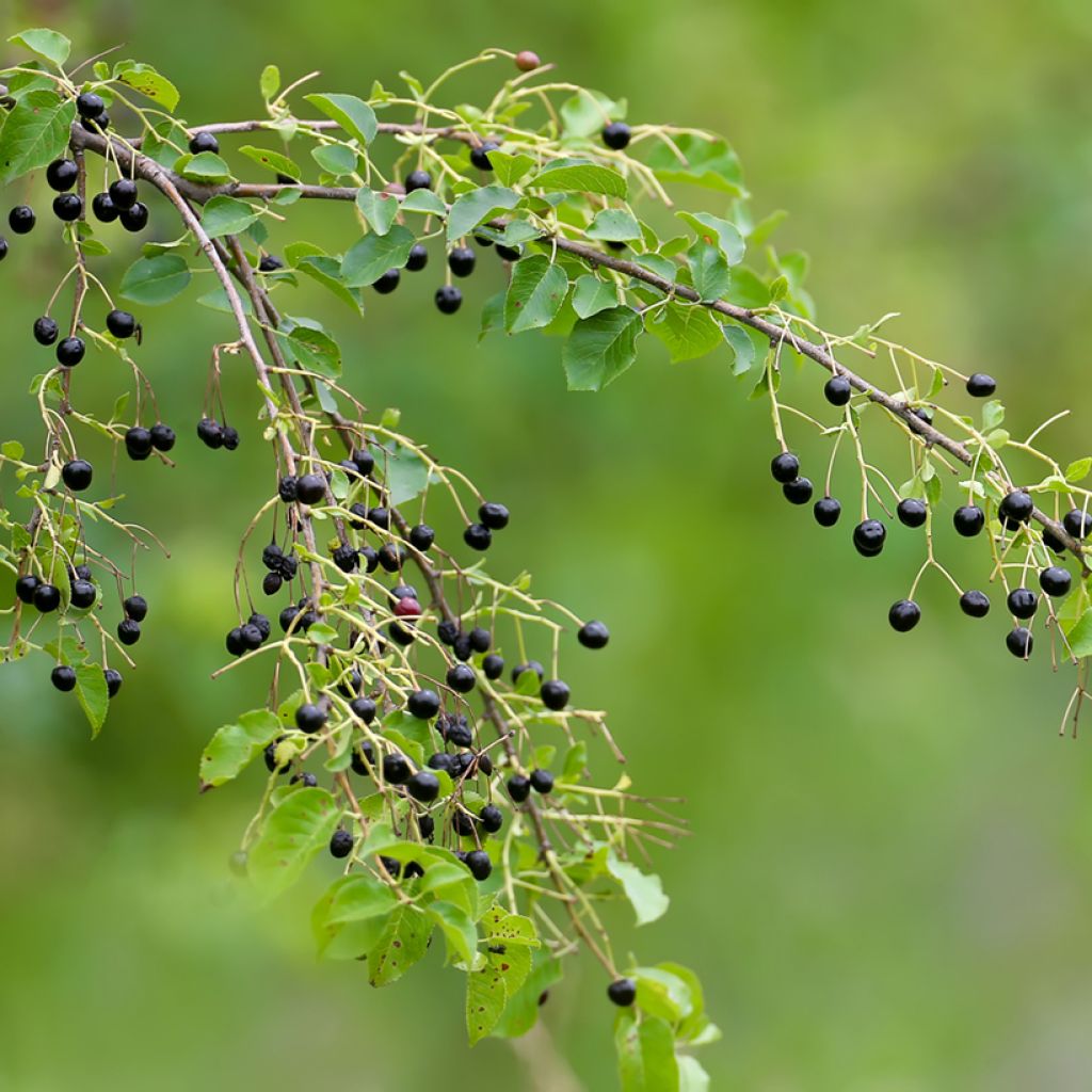 Prunus mahaleb 